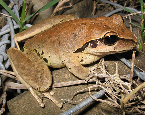 Litoria wilcoxii